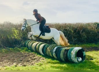 Connemara, Yegua, 5 años, 148 cm, Tordo