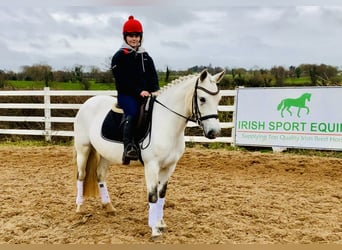 Connemara, Yegua, 5 años, 148 cm, Tordo