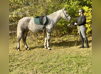 Connemara, Yegua, 5 años, 150 cm, Tordo rodado