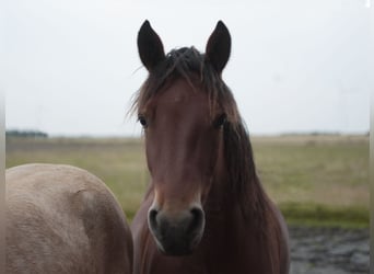 Connemara, Yegua, 5 años, 152 cm, Castaño