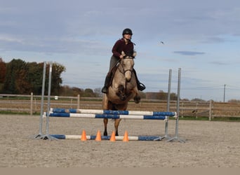 Connemara, Yegua, 5 años, 153 cm, Bayo