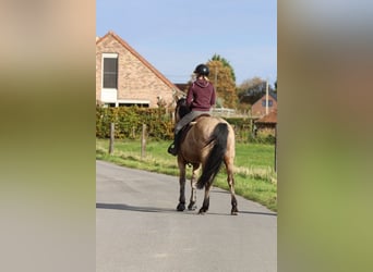 Connemara, Yegua, 5 años, 153 cm, Bayo