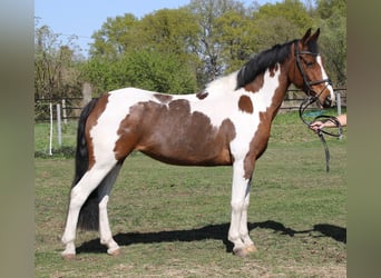 Connemara Mestizo, Yegua, 5 años, 154 cm, Pío