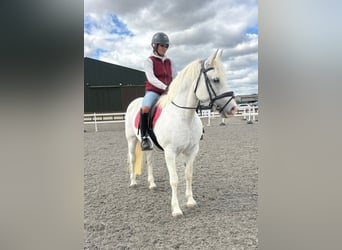 Connemara, Yegua, 5 años, 163 cm, Tordo