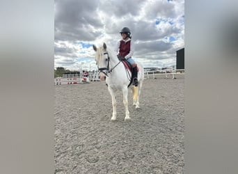 Connemara, Yegua, 5 años, 163 cm, Tordo