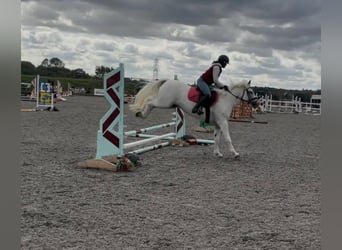Connemara, Yegua, 5 años, 163 cm, Tordo