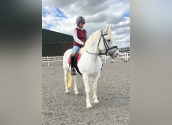 Connemara, Yegua, 5 años, 163 cm, Tordo