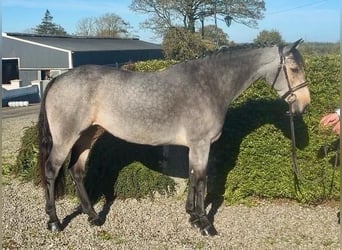 Connemara, Yegua, 6 años, 138 cm, Bayo