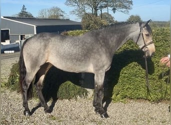 Connemara, Yegua, 6 años, 138 cm, Bayo