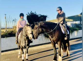 Connemara, Yegua, 6 años, 143 cm, Tordo