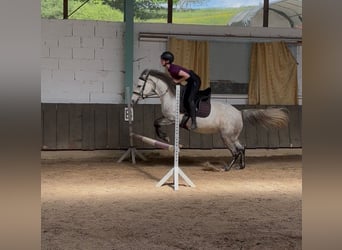 Connemara, Yegua, 6 años, 143 cm, Tordo rodado