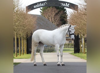 Connemara, Yegua, 6 años, 145 cm, Tordo