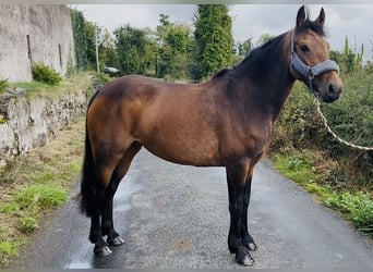 Connemara, Yegua, 6 años, 146 cm, Bayo