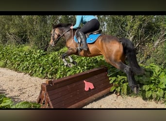 Connemara, Yegua, 6 años, 146 cm, Bayo