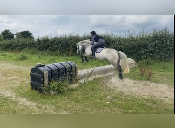 Connemara, Yegua, 6 años, 146 cm, Tordo