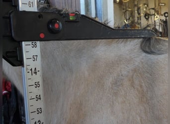 Connemara, Yegua, 6 años, 147 cm, Bayo