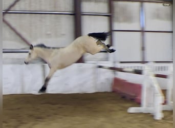 Connemara, Yegua, 6 años, 147 cm, Bayo