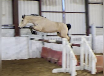 Connemara, Yegua, 6 años, 147 cm, Bayo