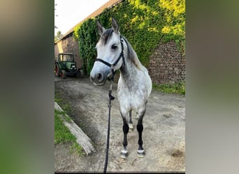 Connemara, Yegua, 6 años, 150 cm, Tordo