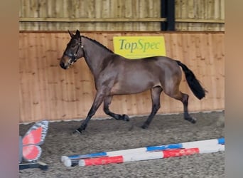 Connemara, Yegua, 6 años, 155 cm, Castaño rojizo