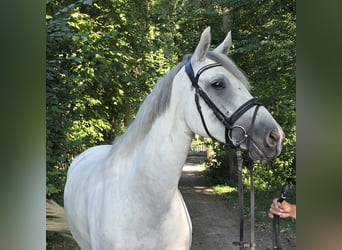 Connemara, Yegua, 6 años, 155 cm, Tordo rodado