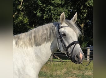 Connemara, Yegua, 6 años, 155 cm, Tordo rodado
