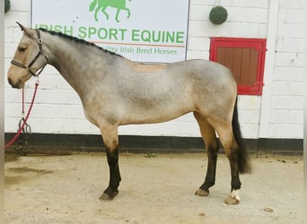 Connemara, Yegua, 6 años, 157 cm, Bayo