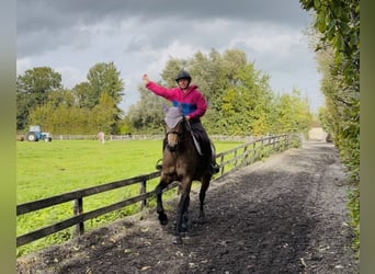 Connemara, Yegua, 6 años, 157 cm, Bayo