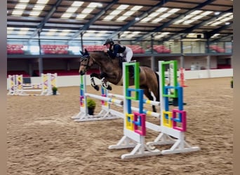 Connemara, Yegua, 6 años, 157 cm, Bayo