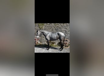 Connemara, Yegua, 6 años, 162 cm, Tordo