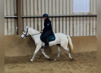 Connemara, Yegua, 7 años, 140 cm, Tordo