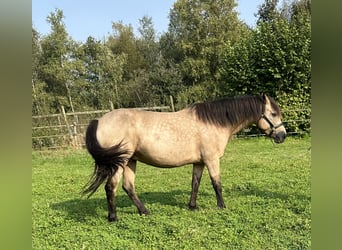 Connemara, Yegua, 7 años, 145 cm, Bayo