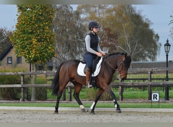 Connemara, Yegua, 7 años, 145 cm, Castaño oscuro