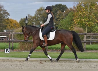 Connemara, Yegua, 7 años, 145 cm, Castaño oscuro