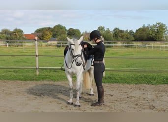 Connemara, Yegua, 7 años, 148 cm, Tordo