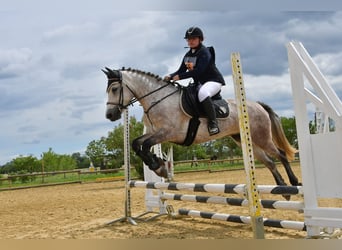 Connemara, Yegua, 7 años, 150 cm, Ruano azulado