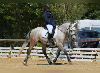 Connemara, Yegua, 7 años, 150 cm, Ruano azulado