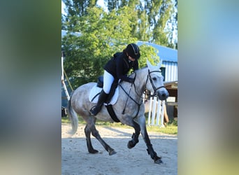 Connemara, Yegua, 7 años, 150 cm, Ruano azulado