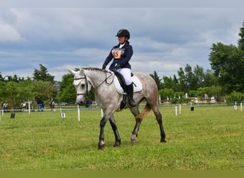 Connemara, Yegua, 7 años, 150 cm, Ruano azulado