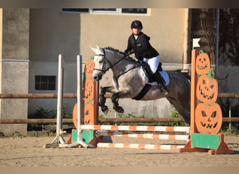 Connemara, Yegua, 7 años, 150 cm, Ruano azulado