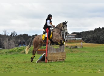 Connemara, Yegua, 7 años, 150 cm, Ruano azulado