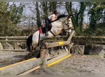 Connemara, Yegua, 7 años, 154 cm, Bayo