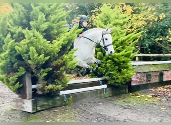 Connemara, Yegua, 7 años, 155 cm, Tordo