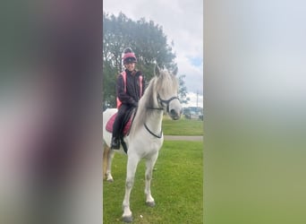 Connemara, Yegua, 7 años, 163 cm, White/Blanco