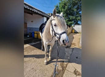 Connemara, Yegua, 7 años, 163 cm, White/Blanco