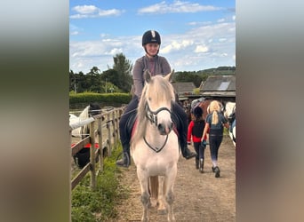 Connemara, Yegua, 7 años, 163 cm, White/Blanco