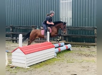 Connemara, Yegua, 8 años, 140 cm, Castaño