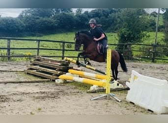 Connemara, Yegua, 8 años, 140 cm, Castaño