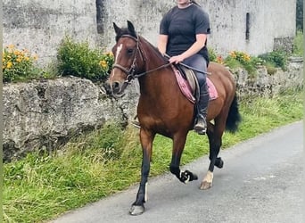 Connemara, Yegua, 8 años, 140 cm, Castaño