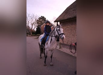 Connemara Mestizo, Yegua, 8 años, 140 cm, Tordo